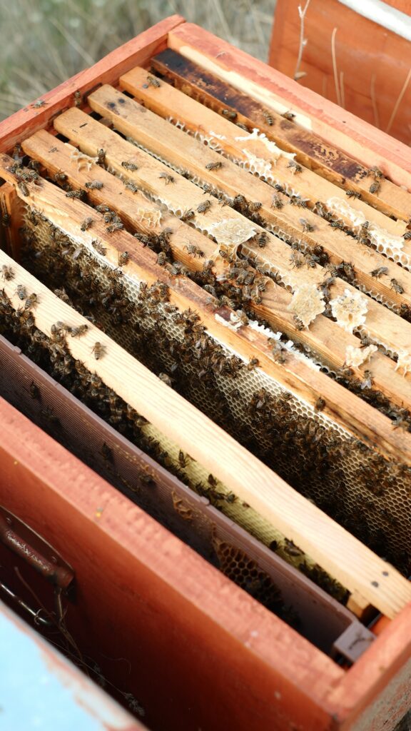8-Frame Langstroth Complete Hive Kit