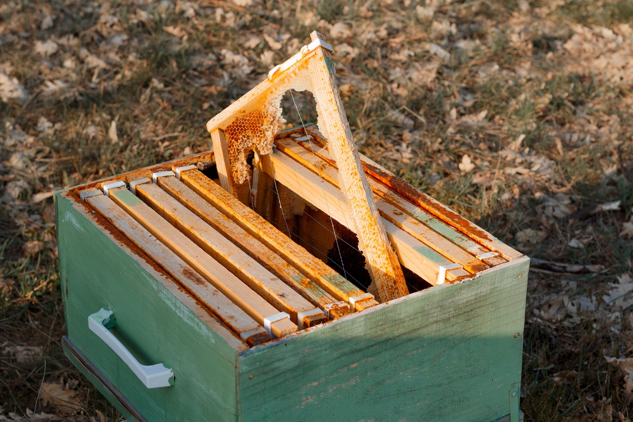 10-Frame Langstroth Hive — Cedar